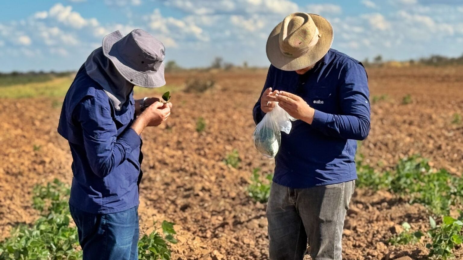 SANIDADE ][ Vazio sanitário da soja começa no dia 26 no Cerrado baiano